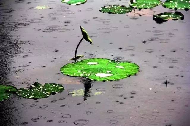 杭州自然现象,西湖十大奇怪现象