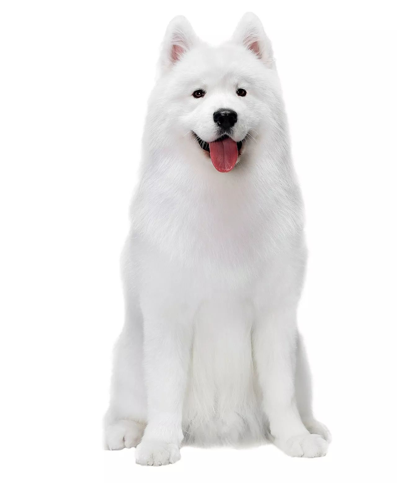 萨摩耶犬怎么判断健康,萨摩耶犬怎么养才是不生病