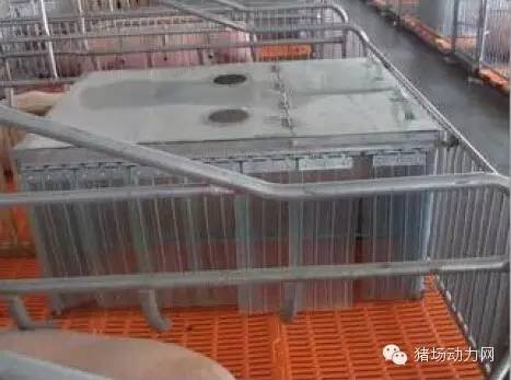 猪场分娩舍的管理要点,猪场分娩舍有哪些重点