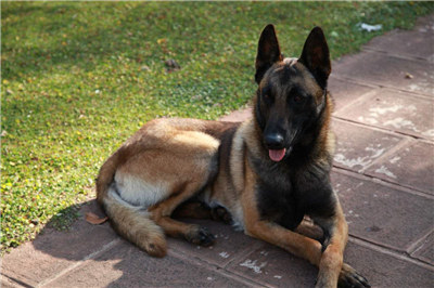 一岁的马犬胆小不听话怎么办？训练马犬不听话的方法及注意事项