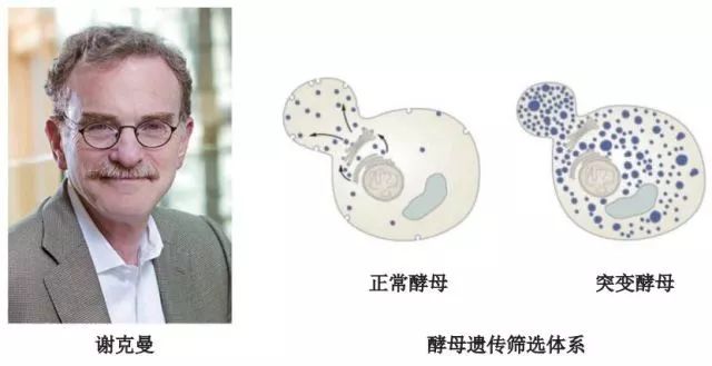 造酒，酿醋，拿诺奖：“下得了厨房上得了厅堂”的神奇酵母