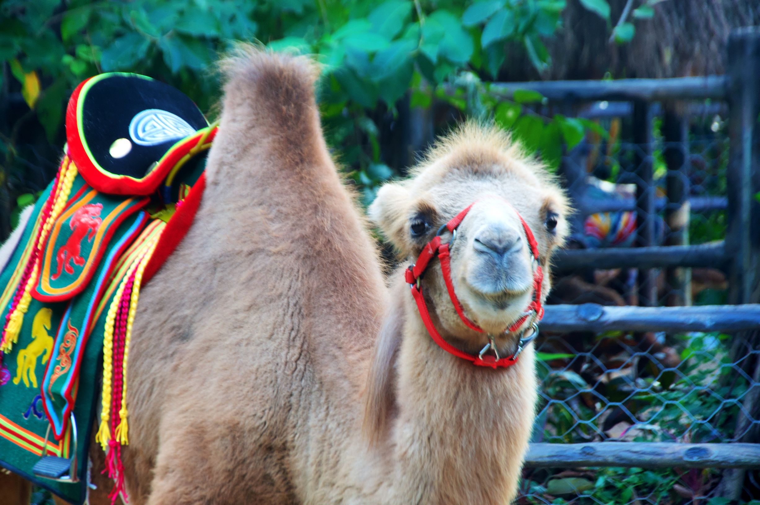 三亚4天3晚海景推荐,颠覆你对海南印象