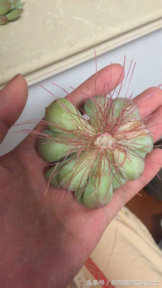 网购的多肉收到货怎么盆栽,脱土多肉收到后怎么处理