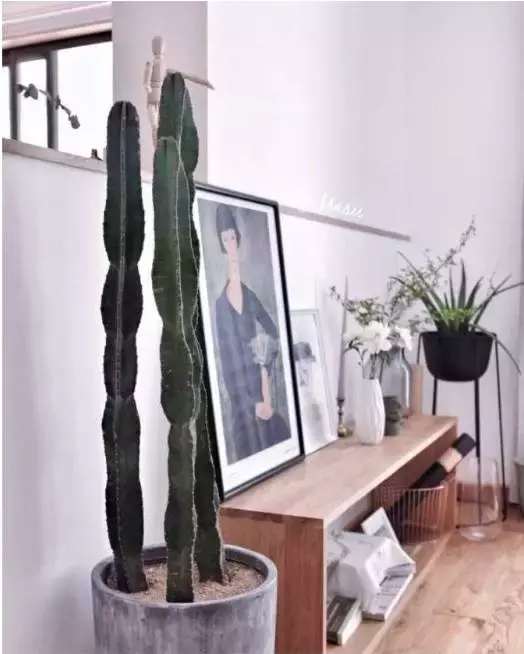 爱种花的姑娘,爱养花的女人都想把生活过的精致