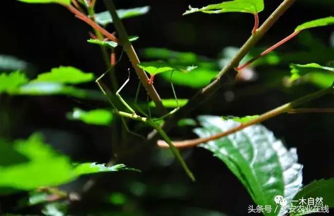 水生昆虫幼虫图谱,各种有害昆虫图谱