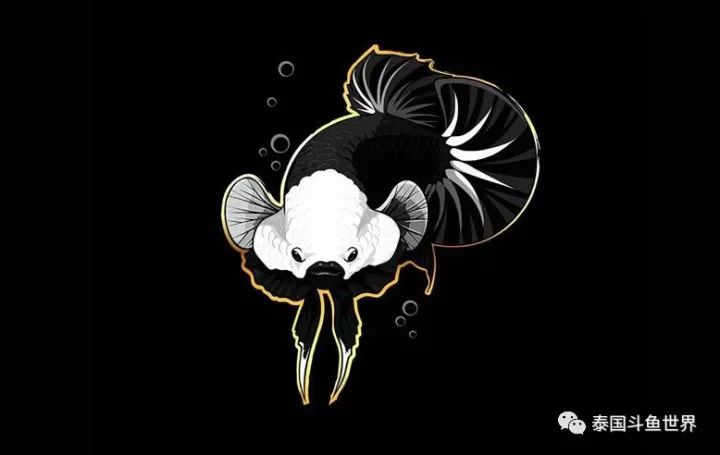 黑龙将军斗鱼,泰国斗鱼蓝黑将军