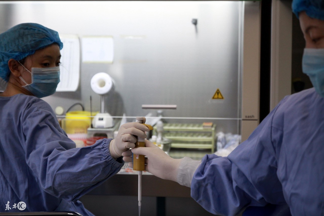 蜜蜂人工体内授精全过程,蜜蜂人工授精最新技术