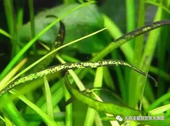 草缸防止藻类爆发,草缸十大危险鱼排名