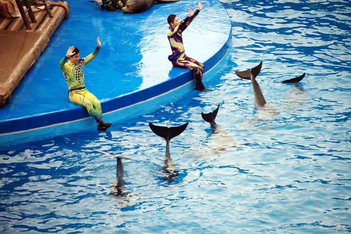 游玩香港海洋公园视频,玩转香港攻略5天4晚