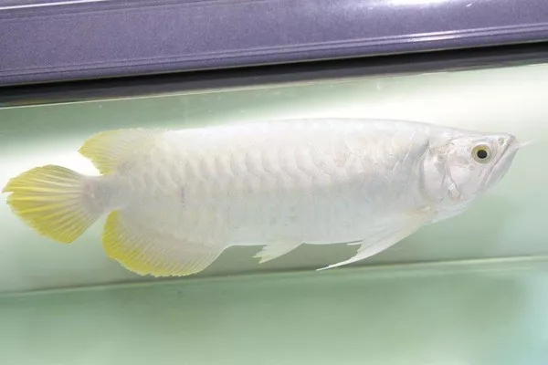 龙鱼常见疾病及治疗方法,龙鱼突发疾病