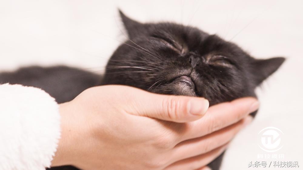 奥林巴斯1454镜头评测图,奥林巴斯40-150pro镜头画质比较