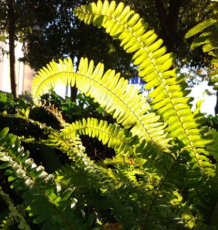 纯正黑糖的四大特点,黑糖是什么呢