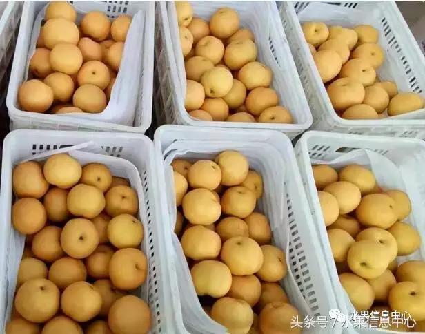 什么品种的梨子又大又甜水分又多,水果梨子产地