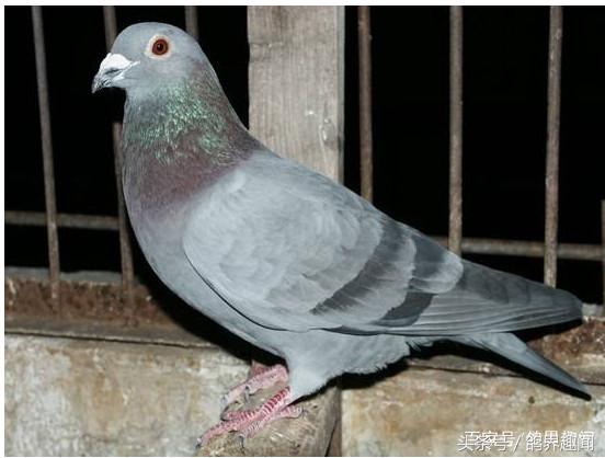 现在你也可以轻松的治疗鸽痘