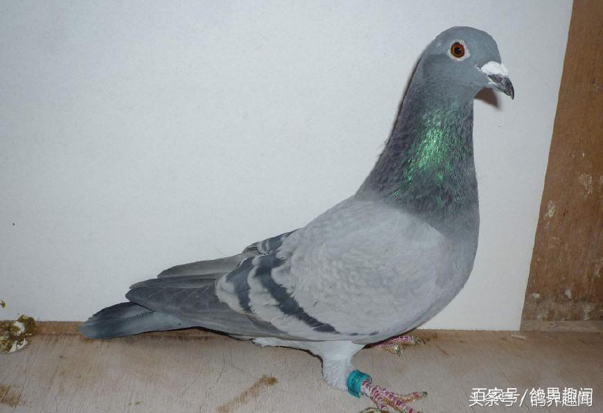 现在你也可以轻松的治疗鸽痘