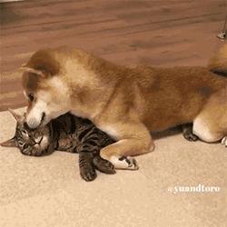 铲屎官出门后猫狗的反应,铲屎官怎么对待猫