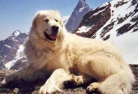 如何挑选大白熊犬,纯种大白熊怎么辨别