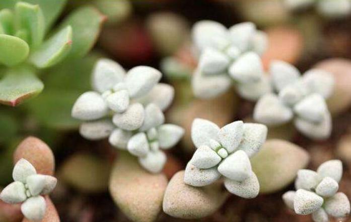 一行白鹭上青天教资怎么教,一行白鹭上青天春种一粒粟