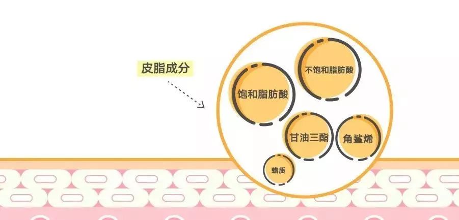 角鲨烷是护肤油吗,角鲨烷油用在护肤中的哪一步