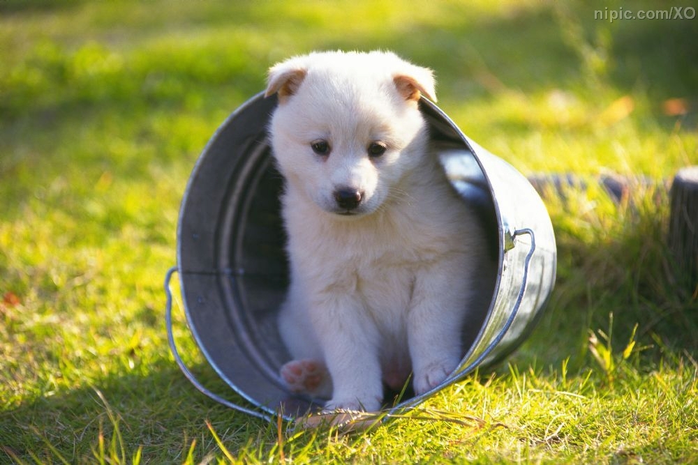 狗狗常见病症状及急救方法,泰迪狗狗常见病