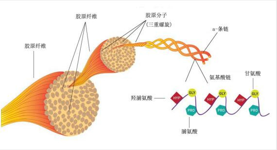 骨胶原蛋白肽对关节炎的作用,胶原蛋白治骨质疏松效果怎样