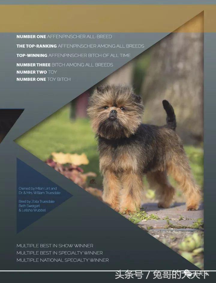 akc最受欢迎犬种排名,akc将犬种分为七个组别分别是