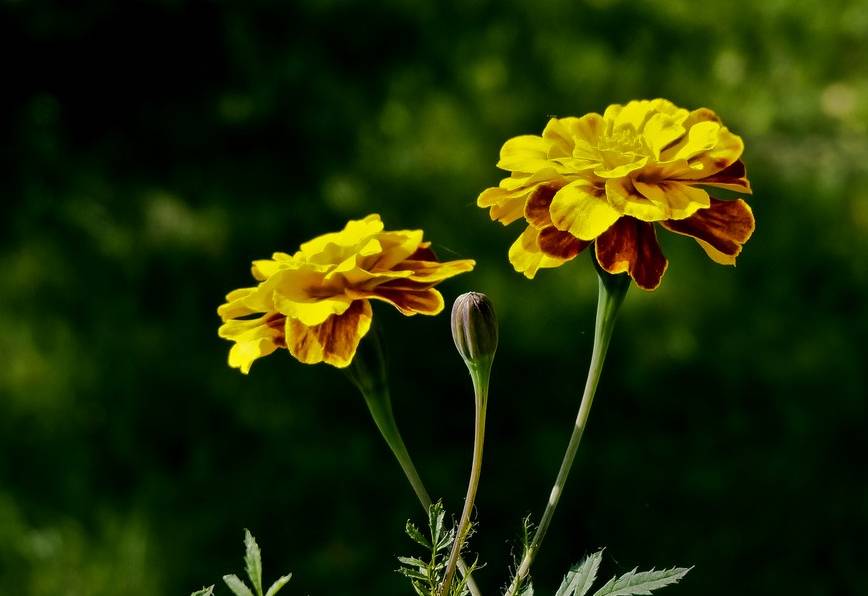 黄正华诗词,黄正华经典诗词