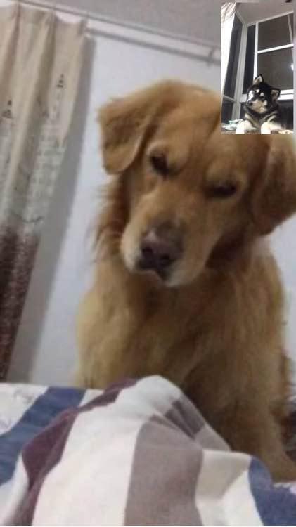 阿拉斯加怀孕了没有奶水怎么办呢,怎么知道阿拉斯加怀孕了