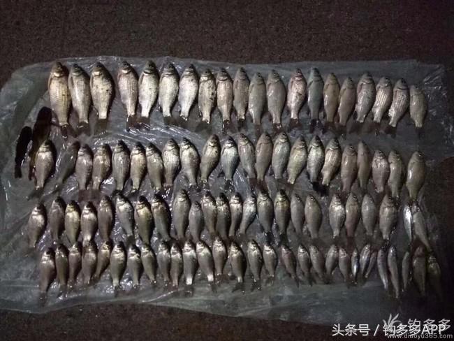 钓鱼圈天赋,学钓鱼从零开始野钓选鱼钩