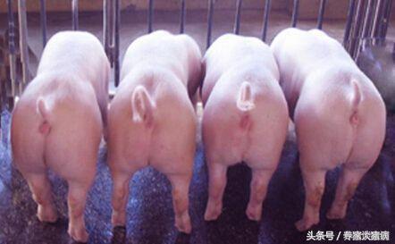 规模化猪场母猪繁殖障碍问题解决方案以及引起繁殖障碍的疾病分析