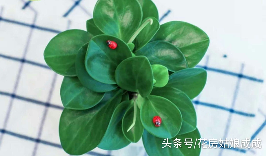 如何让豆瓣绿快速生根,碧玉豆瓣绿的养殖方法和注意事项