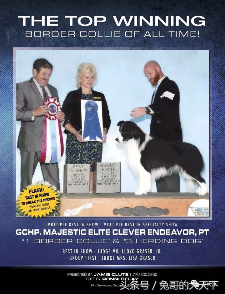 akc最受欢迎犬种排名,akc将犬种分为七个组别分别是