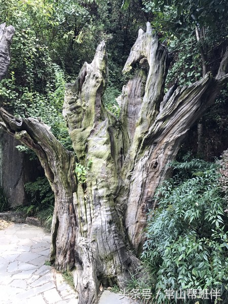 今年开化根宫佛国开化人免门票吗,衢州市开化根宫佛国文化旅游景区