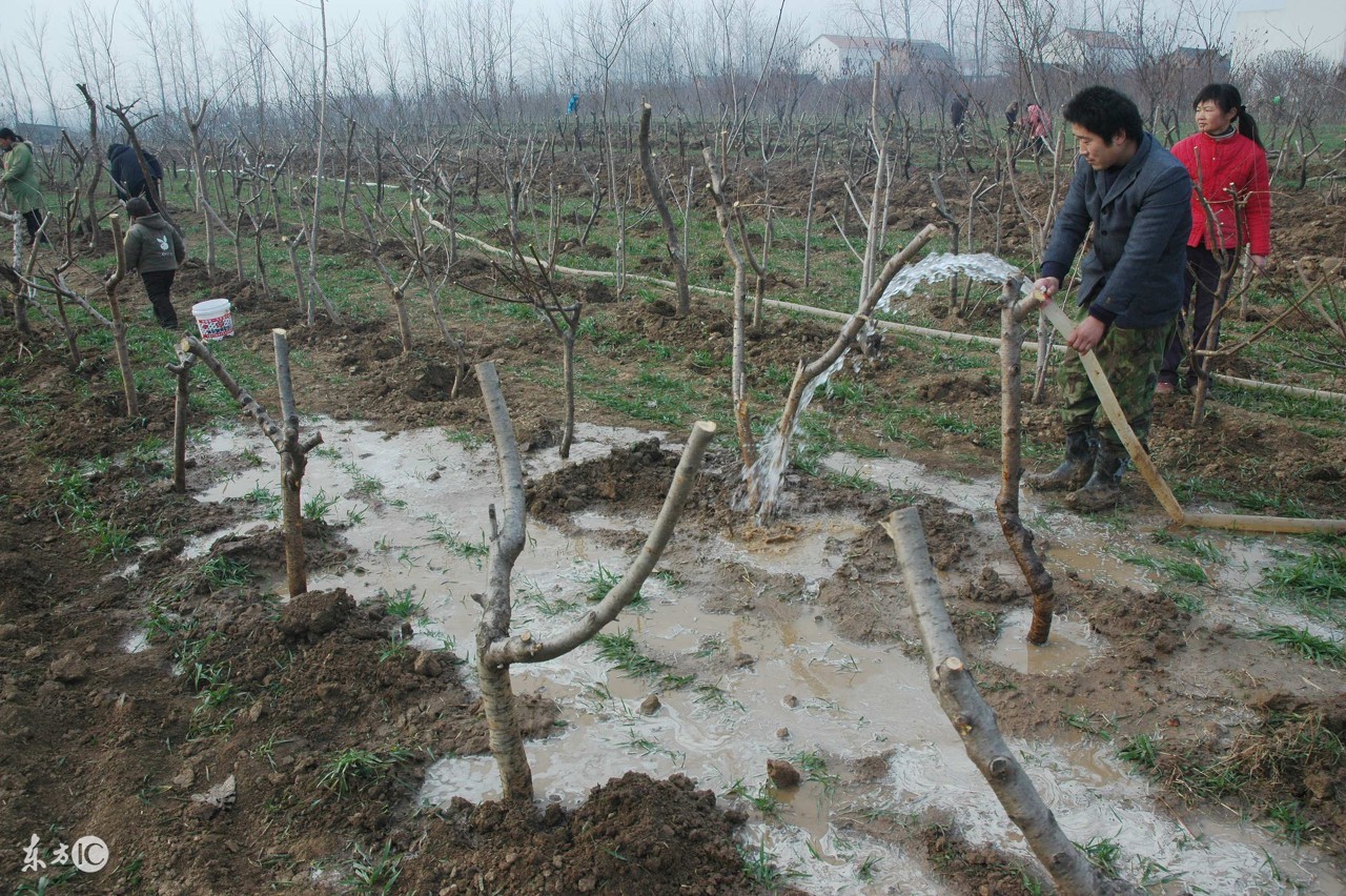 新种的树活没活,新种的果树叶子长的不好