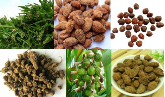 砂仁海南砂仁,海南砂仁不带皮的砂仁图