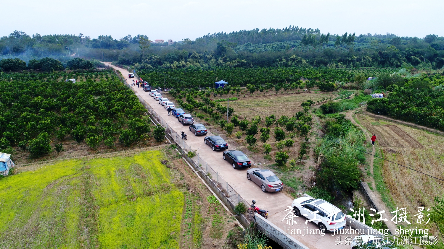 廉江摘橙子旅游,廉江摘橙子一日游攻略
