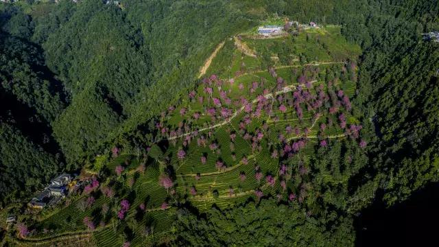 无量山樱花谷夏天,无量山樱花谷雾里看花