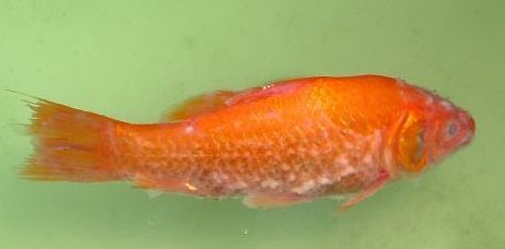 养鱼的朋友要知道的小技巧：水霉治疗方法