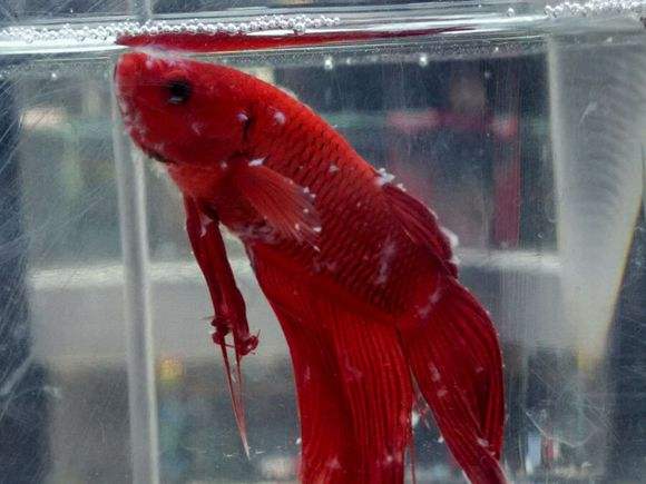 水霉病养鱼怎么调水,养鱼如何避免水霉病