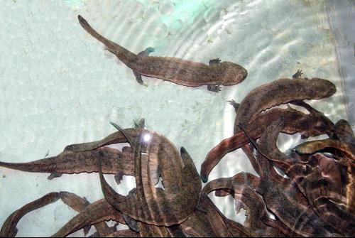 娃娃鱼为什么会缩水,为什么娃娃鱼能生存到现代