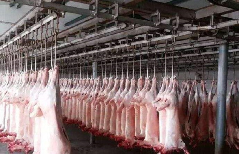 猪的屠宰与安全标准,猪屠宰过程检疫