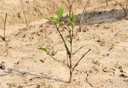 栀子花高压生根盒繁殖,高压繁殖栀子花棒棒糖