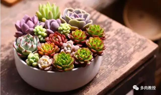 速看!韩国大棚主10大多肉镇店之宝,美呆了!