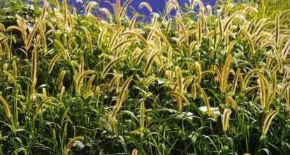 反反复复的过敏我该如何是好啊,又是一年春来到花粉过敏