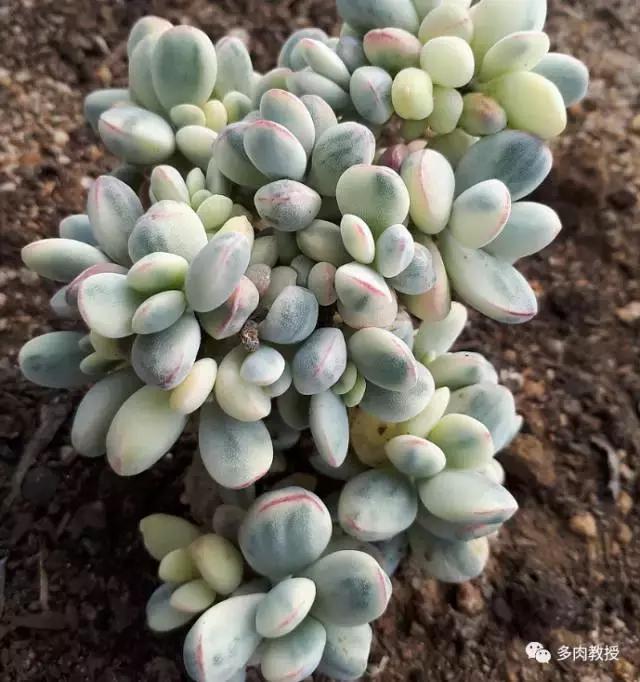 速看!韩国大棚主10大多肉镇店之宝,美呆了!