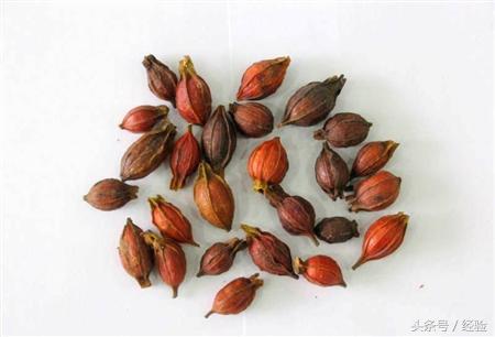 栀子花高压生根盒繁殖,高压繁殖栀子花棒棒糖