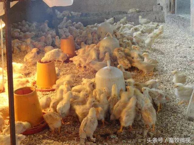 10平方养鸡的发酵床需多少斤稻壳,建400平米养鸡发酵床需要多少钱