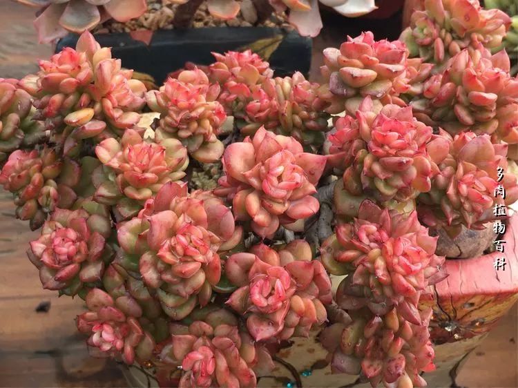 视觉盛宴美不胜收美图,视觉盛宴每个画面都美极了