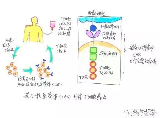 肿瘤生物免疫治疗的不足之处,肿瘤的免疫治疗的利与弊