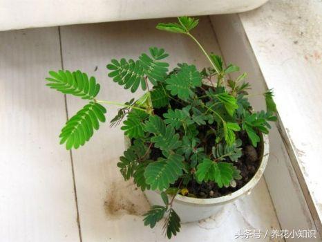 买的盆栽养不活有猫腻吗,刚从花店买回来的盆栽要换土